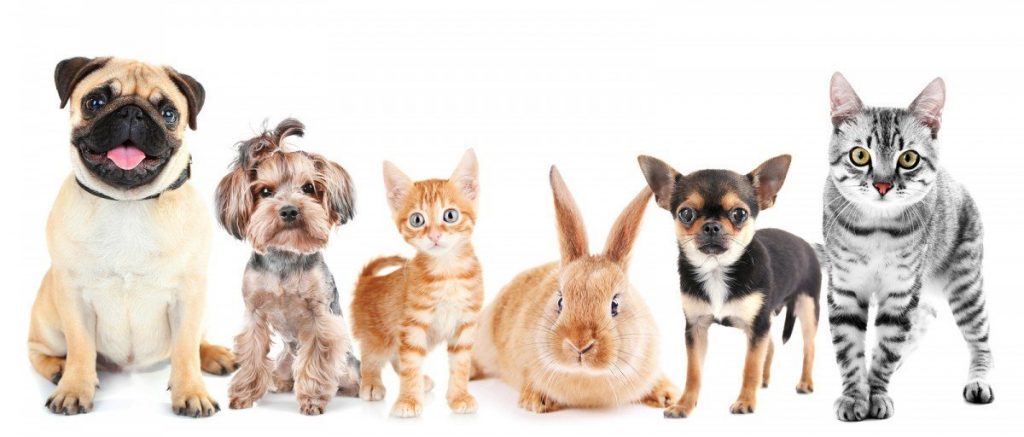 pet shop e-ticaret paketi