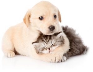 petshop satış sitesi
