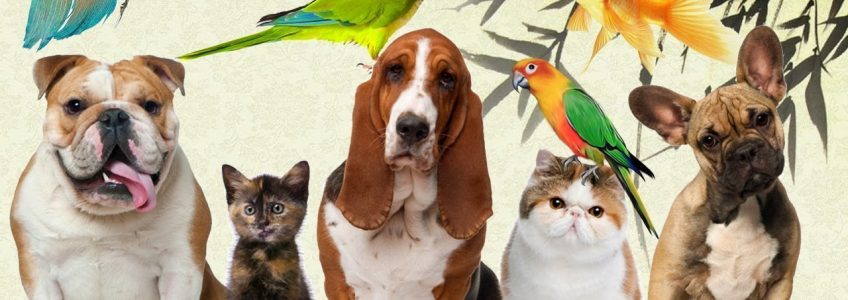 Pet Shop E-ticaret Paketi